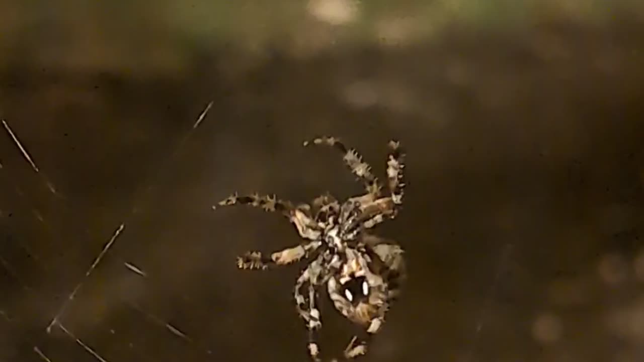 🤯✨ Watch This Intricate Orb Weaving Pattern Unfold! | FeedMyCuriosity