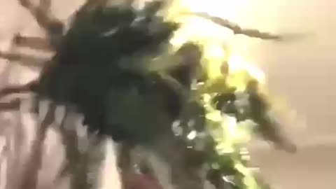 Big Fails