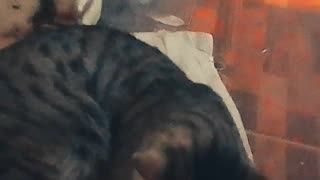 Al gatito (Wiki) parece que no le gusta que lo filmen