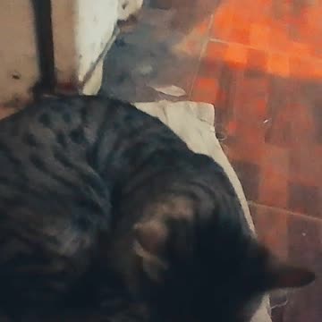 Al gatito (Wiki) parece que no le gusta que lo filmen