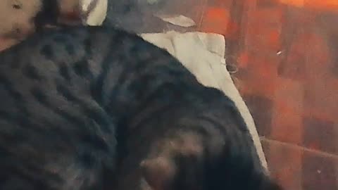 Al gatito (Wiki) parece que no le gusta que lo filmen