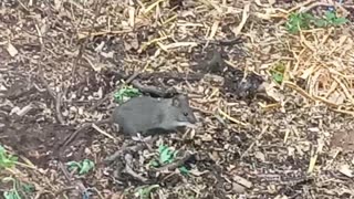 #racism , #rat , #mouse ,
