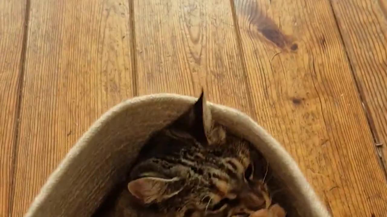 😂🐶 Nothing Will Come Between Miso and Cleaned Beans | FunFM