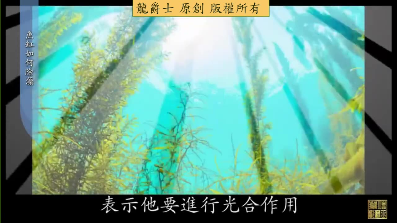 【龍爵士】水族百科 魚缸除藻