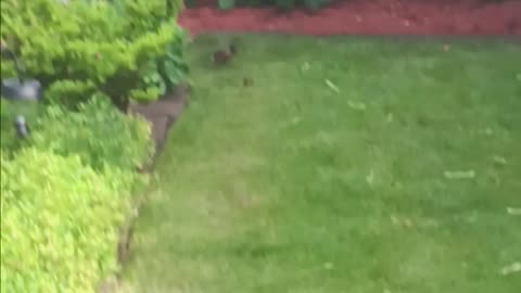 Robin eating
