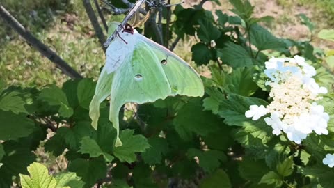 Luna Moth