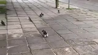 😂🐱 The Hunt is On! Watch This Cat's Epic Chase! | FunFM