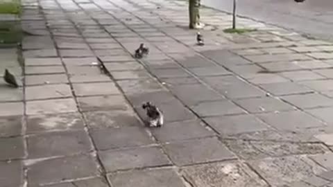 😂🐱 The Hunt is On! Watch This Cat's Epic Chase! | FunFM