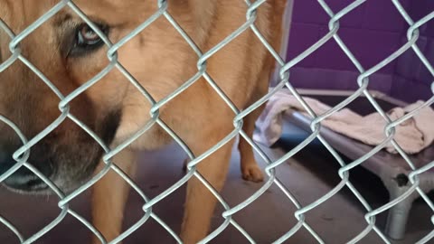 Karlo Gus 4y Pet Id 948033 kennel 19 HSSAZ shelter finicky with yummies eye contact helps2025822739