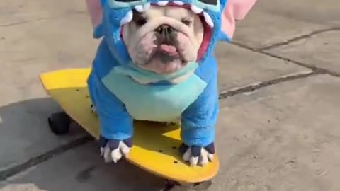 Coolest Pup On The Island