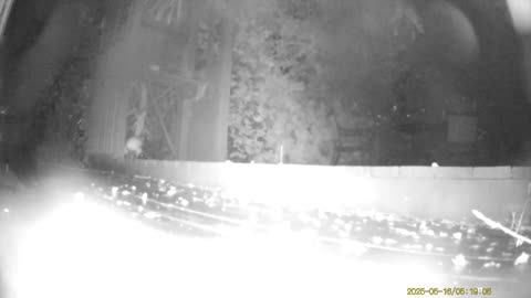 Wildlife Filmed By Haza PR800 Wild Camera, Dearborn, Michigan, May 16 & 17, 2025