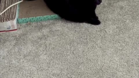 Precious Piper Does the Half On Half Off Tuffet Sit - Adopting a Cat from a Shelter Vlog #shorts