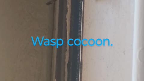 Wasps... Raising a family.