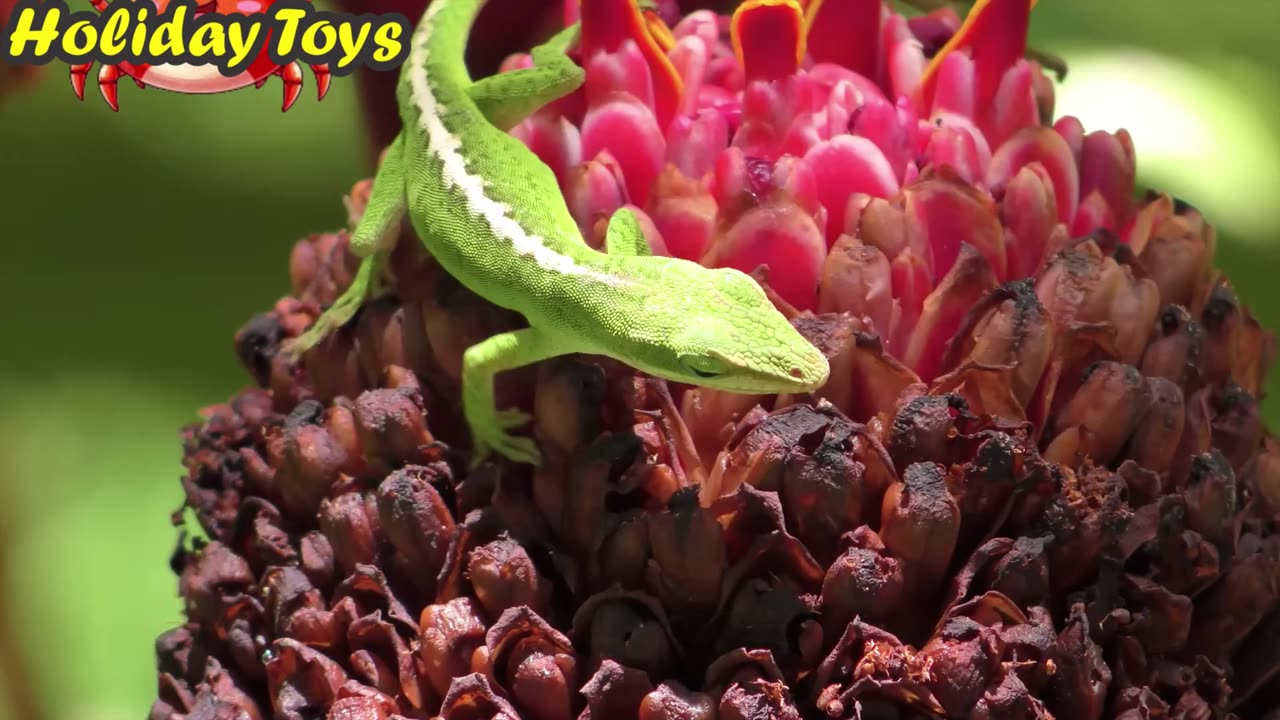 Lizard Swim in the Water Wery Fast so do not Drown