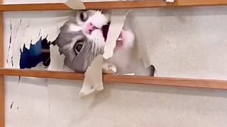Dog's Comedy Videos 🤣 so cute picture 🖼️ funny videos comedy scenes 😂 Live Camera HD video 🙃