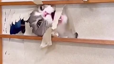 Dog's Comedy Videos 🤣 so cute picture 🖼️ funny videos comedy scenes 😂 Live Camera HD video 🙃