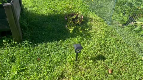 Garden Talk - August 2, 2025 🇺🇸
