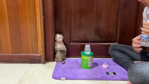 Monkey playing with ears
