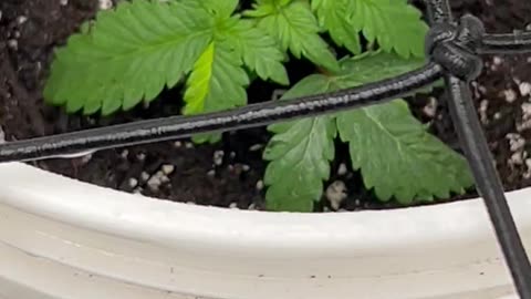 Ep. 952 "Farmer Henry" by Patrick Henry The Batman