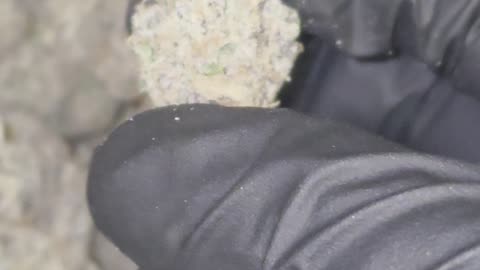 Orange Slushie THCA Flower