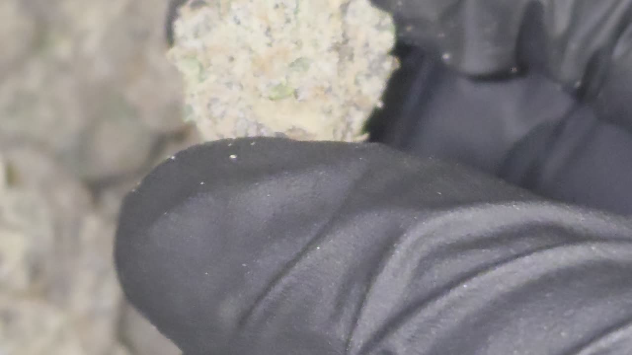 Orange Slushie THCA Flower