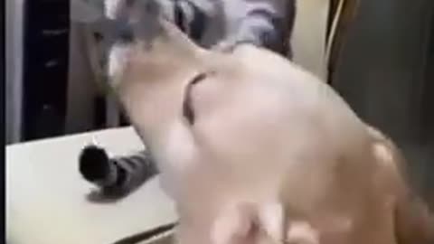 🐾💪 The Paw-some Punch! | FunFM