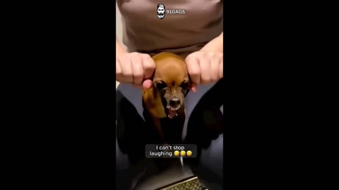 When Animals Try to Be Human… And Fail Spectacularly! 😂🐾 #FailArmy