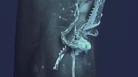 😮🌊 Sperm Whale Surfaces With Giant Squid in Its Mouth! | FeedMyCuriosity