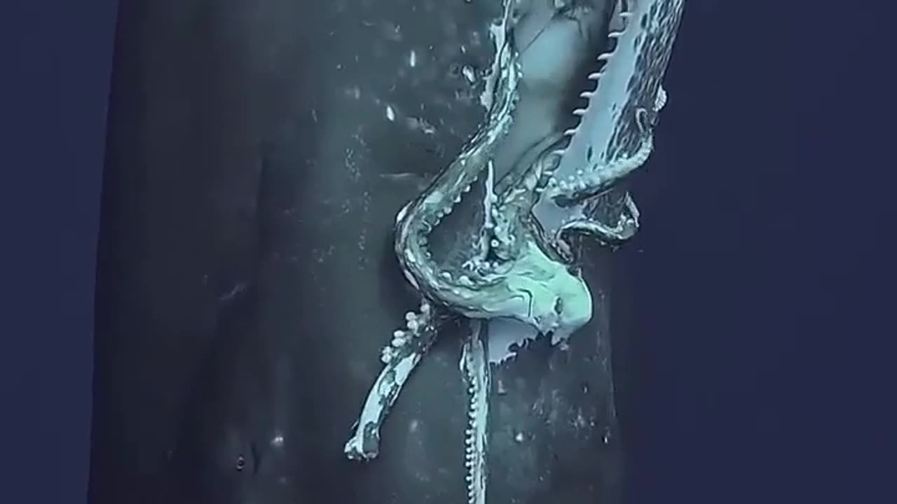 😮🌊 Sperm Whale Surfaces With Giant Squid in Its Mouth! | FeedMyCuriosity