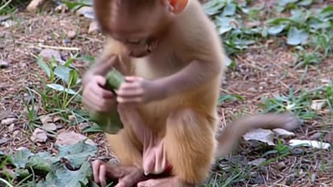 LITTLE MONKEY WITH BIG CO..😂😂😂😂
