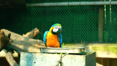 Nature and Animals