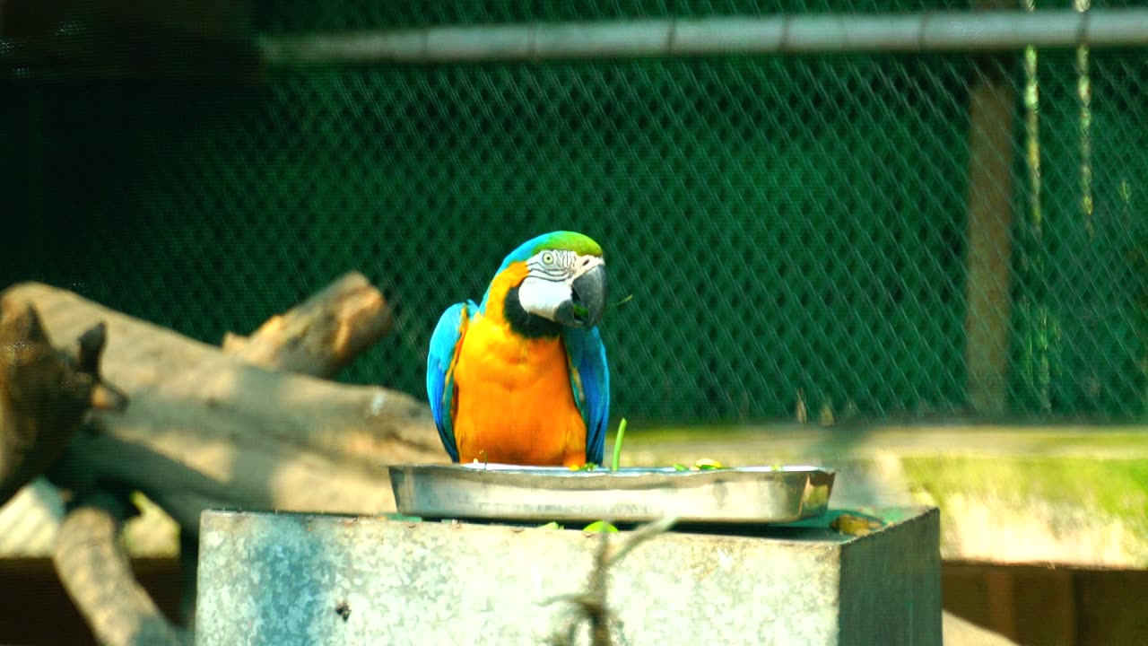 Nature and Animals
