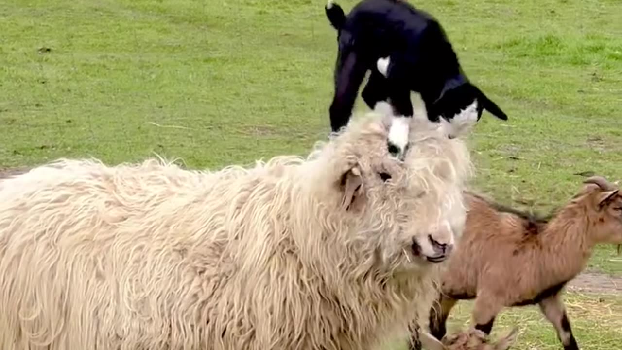 Tiny Goat Jumps on a Sheep’s Back – Cutest Farm Moment!