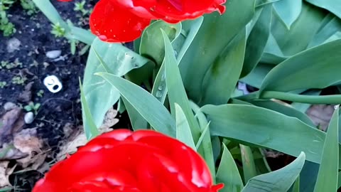 Spring flowers, May 2025