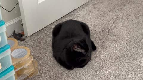 Cute Precious Piper Does a Feasibility Study - My Adopted Shelter Cat Vlog