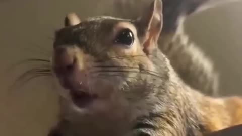 Squirrel felt this feeling for the first time