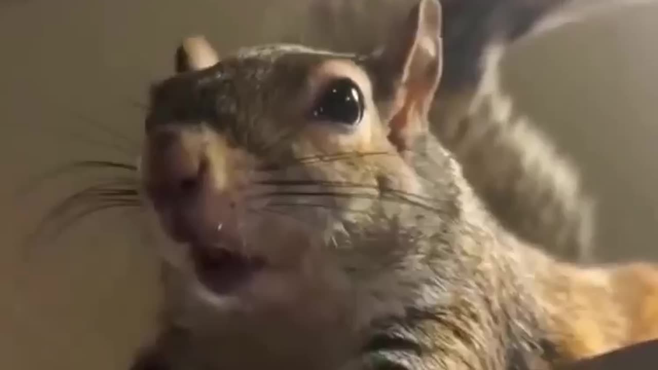 Squirrel felt this feeling for the first time