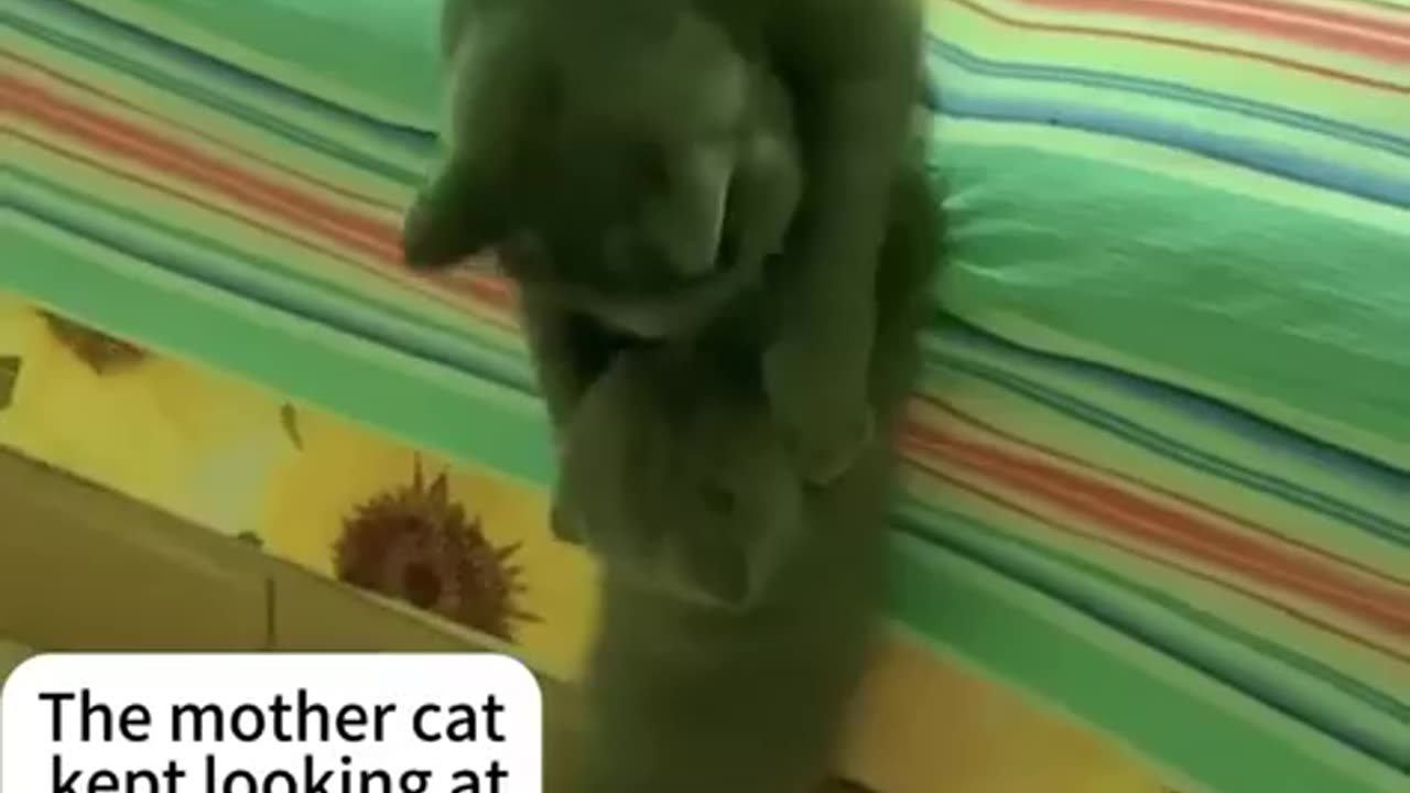 Mama-Bear-Mode-Cat-Edition_