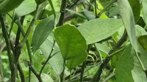 Harvesting Tropical Orange