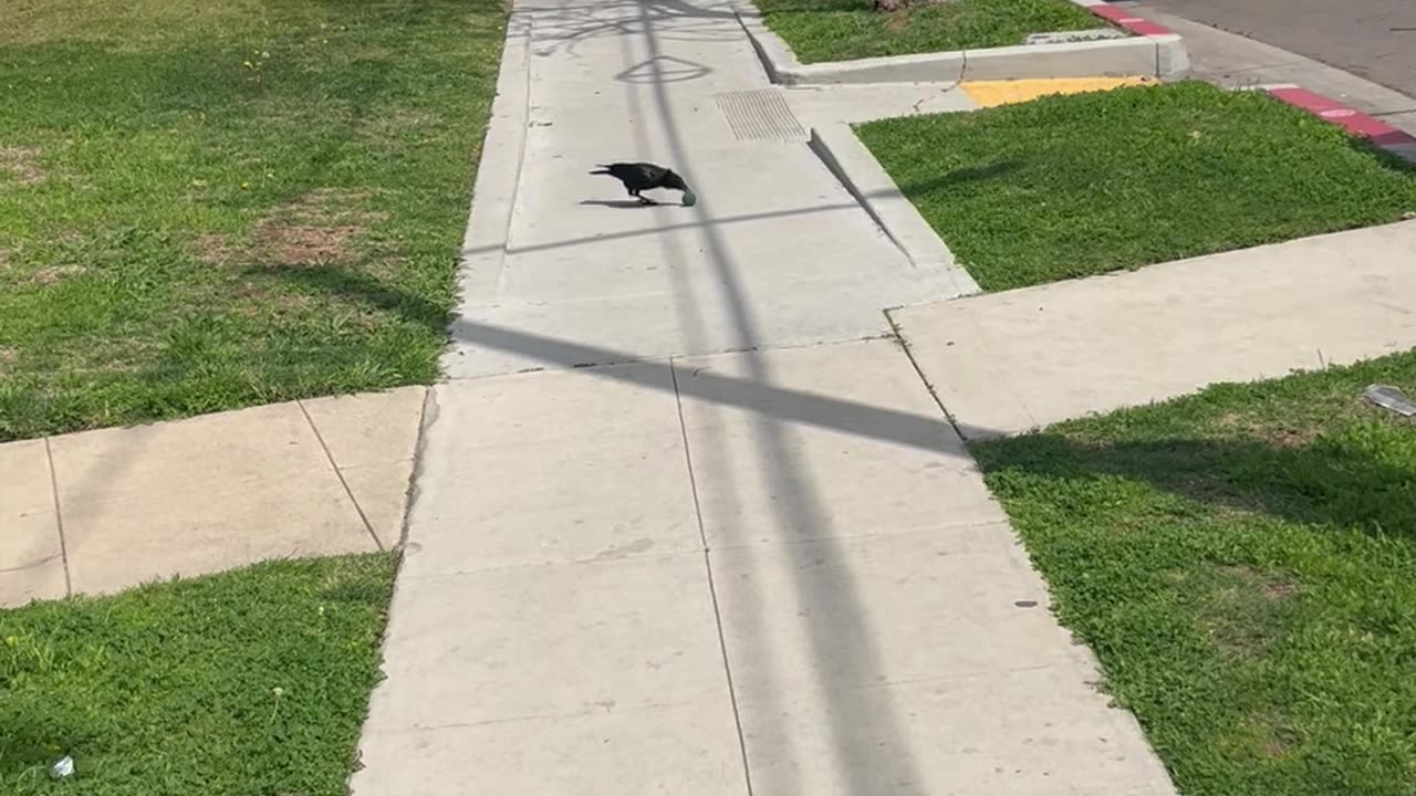 Young Crow Playing With Rubber Bouncy Ball