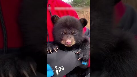 The bear ran out on the road to ask for help from passing cars