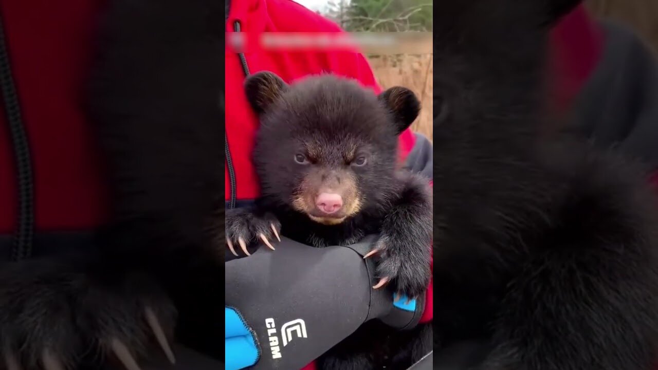 The bear ran out on the road to ask for help from passing cars