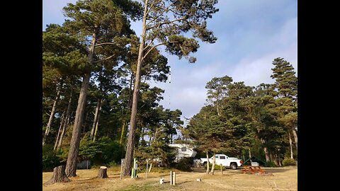 Hidden beauty on The Pacific Coast Highway in Fort Bragg California. The Hidden Pines are there.