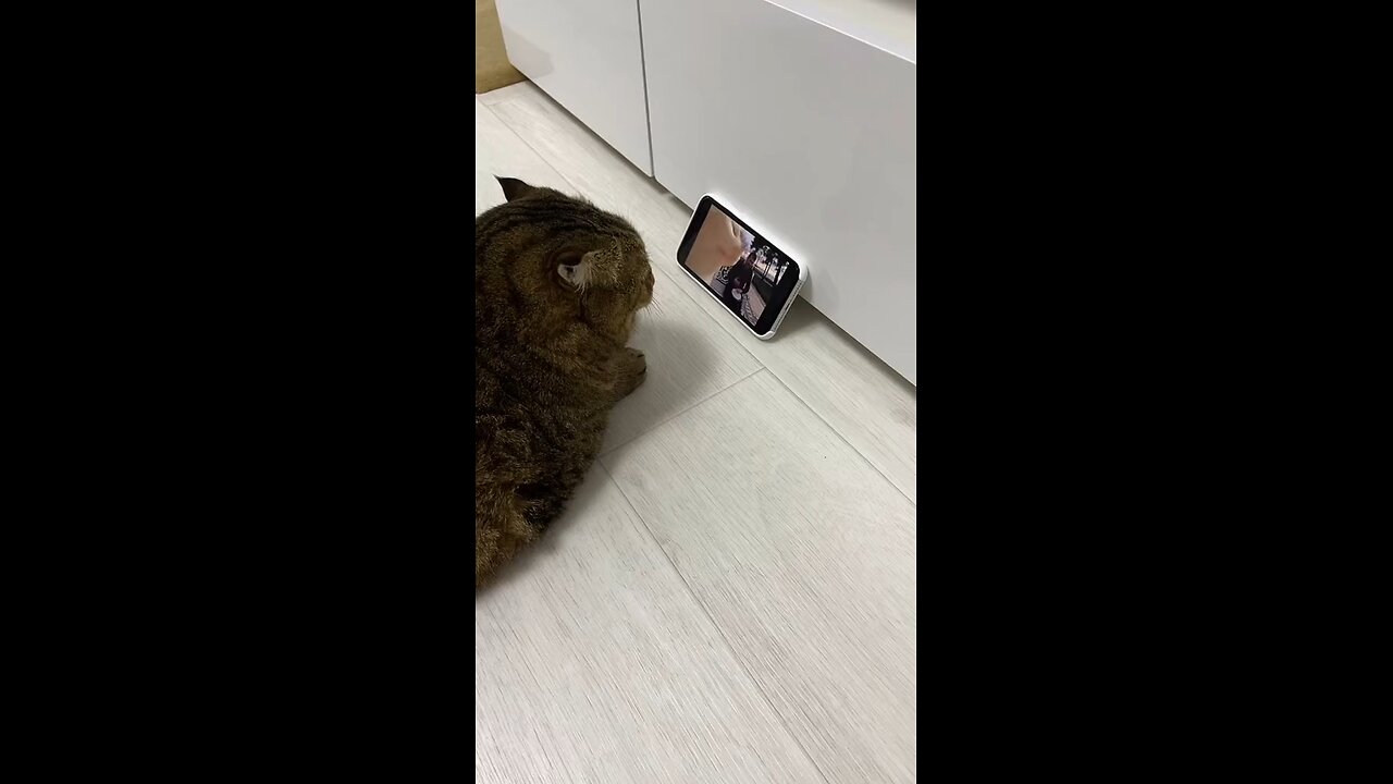 The cat is happy😸😸😸