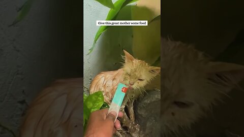 The guy spotted a homeless cat with kittens and saved her
