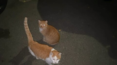 Twinkle Twinkle Little Star