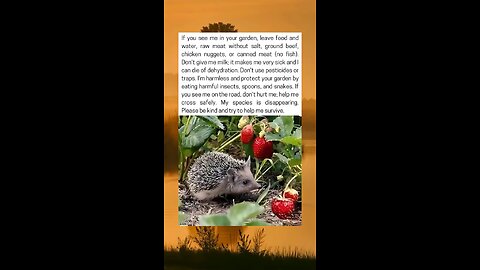 Hedgehogs, Our Garden Guardians