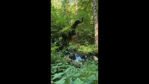 Nature’s Secret Gem – Mesmerizing Forest Waterfall”