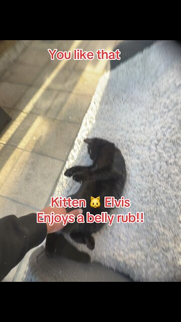 Elvis loves belly rub