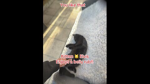 Elvis loves belly rub